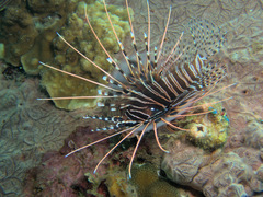 Pterois antennata