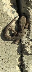 Mediodactylus orientalis