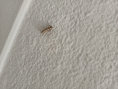 Evergestis isatidalis