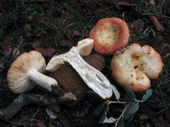 Russula