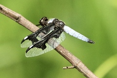Palpopleura portia