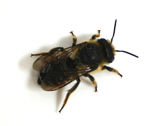 Megachile centuncularis