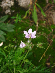 Erodium stephanianum