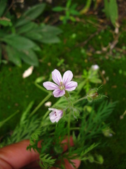 Erodium stephanianum