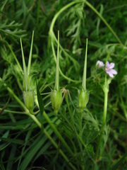 Erodium stephanianum