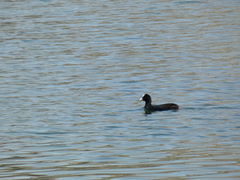 Fulica atra