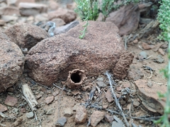 Masarinae