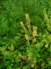 Lepidium apetalum