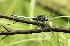 Orthetrum julia