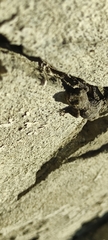 Mediodactylus orientalis