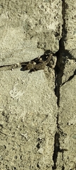 Mediodactylus orientalis