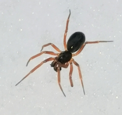 Linyphiidae
