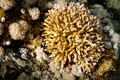 Stylophora subseriata