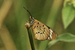 Acraea encedon encedon