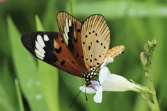 Acraea encedon encedon