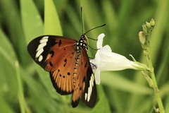Acraea encedon encedon