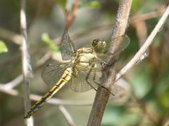 Orthetrum cancellatum