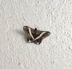 Chiasmia nora