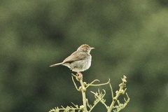 Cisticola fulvicapilla