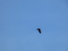 Ardea purpurea