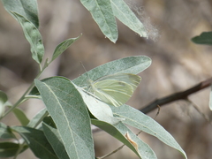 Pieris rapae