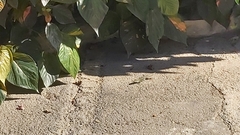 Gallotia galloti