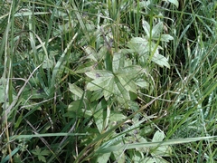 Anemonastrum dichotomum
