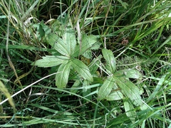 Anemonastrum dichotomum