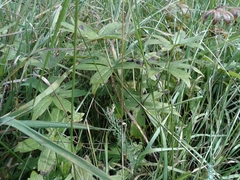 Anemonastrum dichotomum