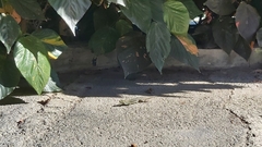 Gallotia galloti