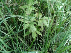 Anemonastrum dichotomum