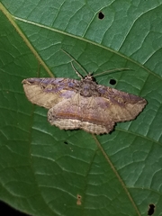 Peteroma denticulata