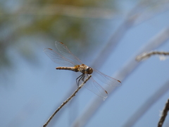 Trithemis annulata