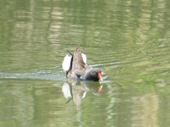 Gallinula chloropus