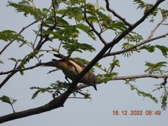 Pericrocotus cinnamomeus