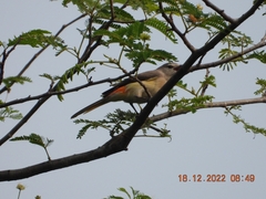 Pericrocotus cinnamomeus