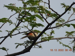 Pericrocotus cinnamomeus