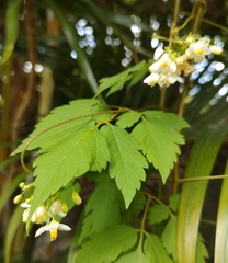 Cardiospermum grandiflorum