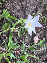 Zephyranthes robusta