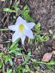 Zephyranthes robusta