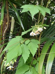 Cardiospermum grandiflorum