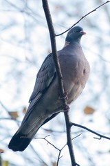 Columba palumbus