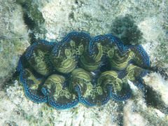 Tridacna crocea