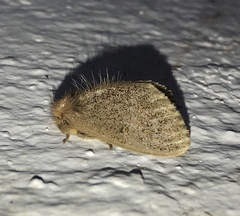 Orvasca subnotata