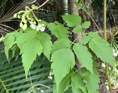 Cardiospermum grandiflorum