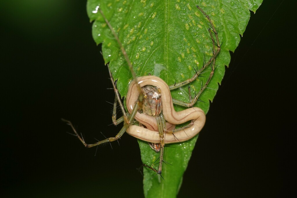 Geonemertes Pelaensis From Mandai, Singapore On December 18, 2022 At 09 ...