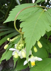 Cardiospermum grandiflorum