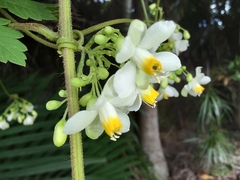 Cardiospermum grandiflorum