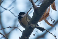 Parus major