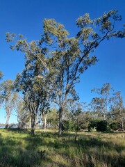 Eucalyptus populnea